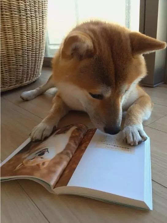 柴犬看书图片
