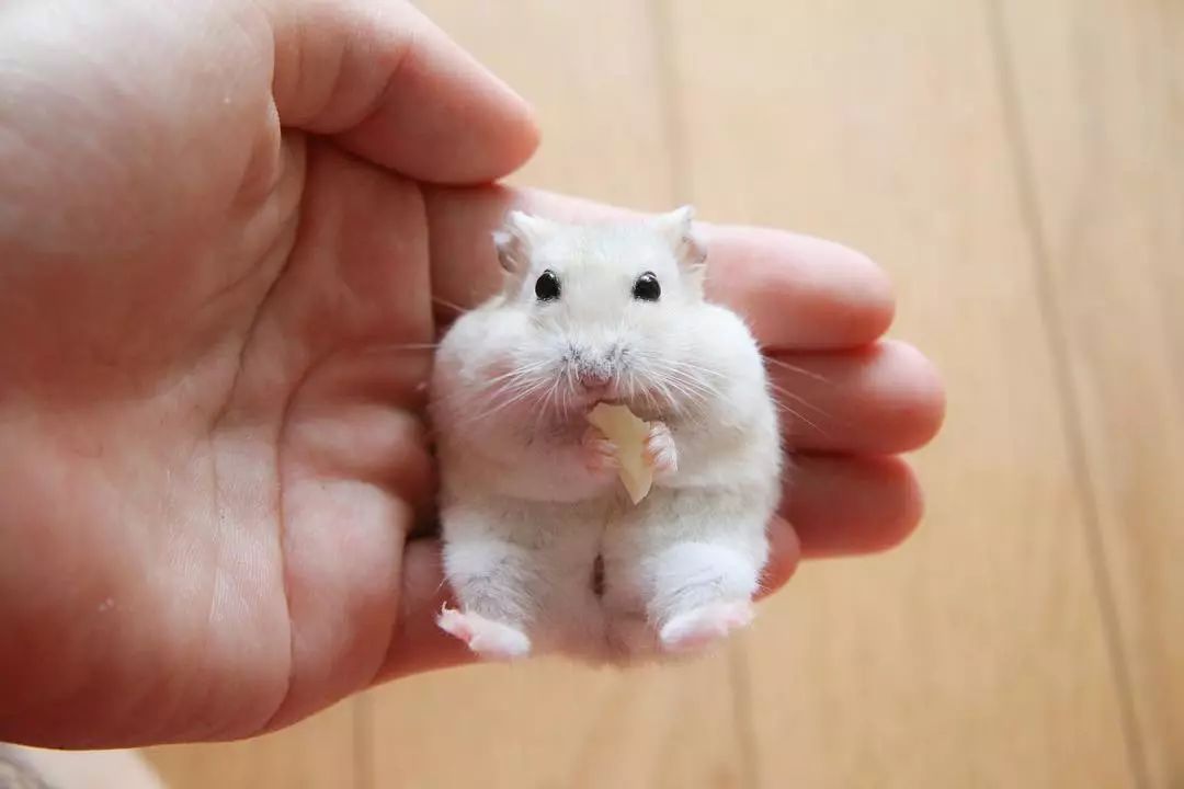 日本一網友養了一隻小倉鼠 像極了卡通人物 吃個東西都可愛到爆炸 又來騙我養小倉鼠 今日日本 微文庫