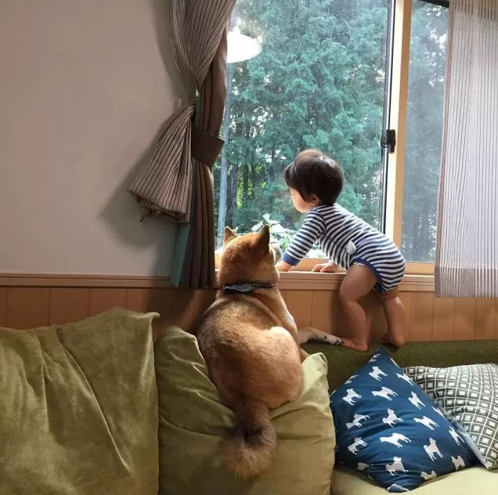 日本一柴犬家添了一個小主人後，它就像大哥一樣無限寵溺！看完想養狗了… 寵物 第9張