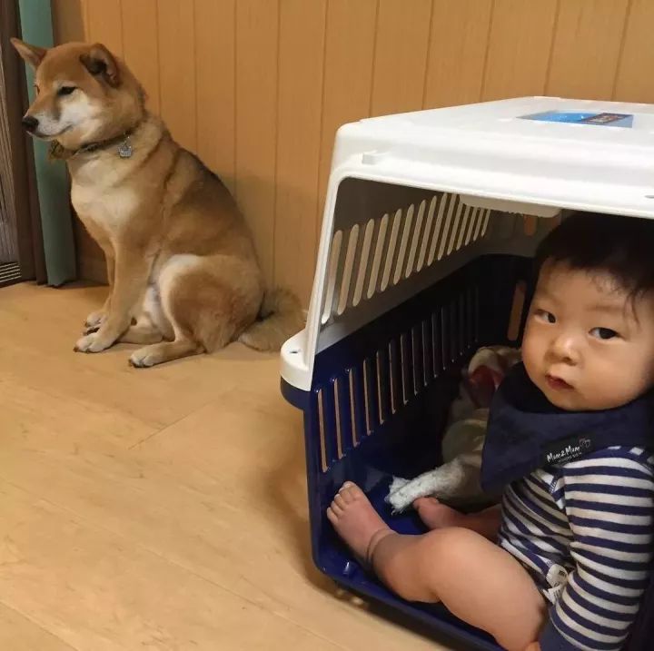 日本一柴犬家添了一個小主人後，它就像大哥一樣無限寵溺！看完想養狗了… 寵物 第23張