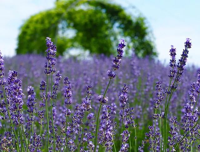 據説每年這個時候 日本這些地方就會變成紫色 無數人想去 今日日本 微文庫