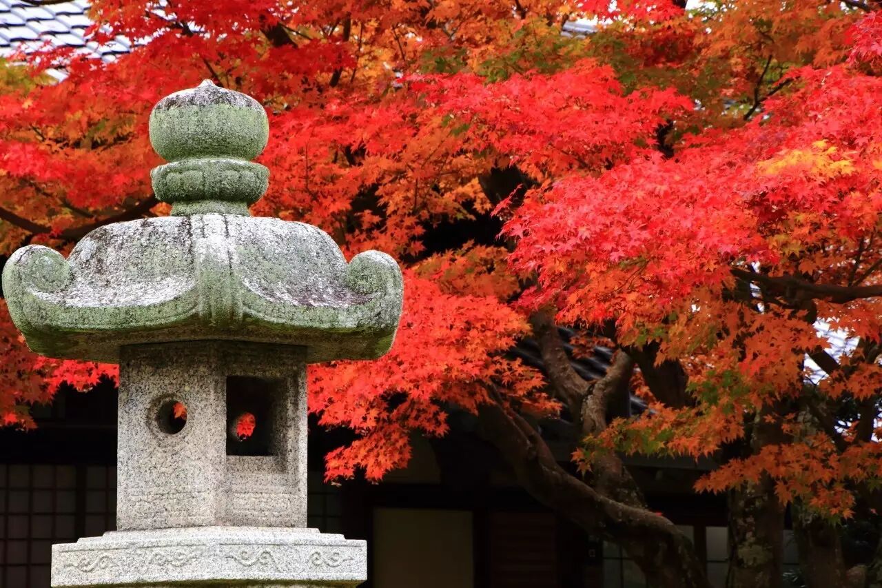 京都滿足了我對秋天的所有幻想 今日日本 微文庫