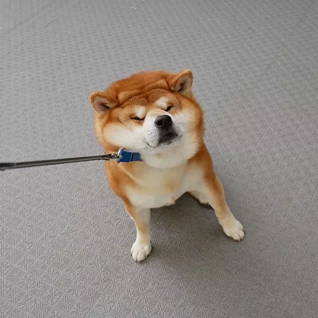 日本一柴犬因笑容治愈走紅網路！網友：承包了我2018年的頭像！ 萌寵 第29張