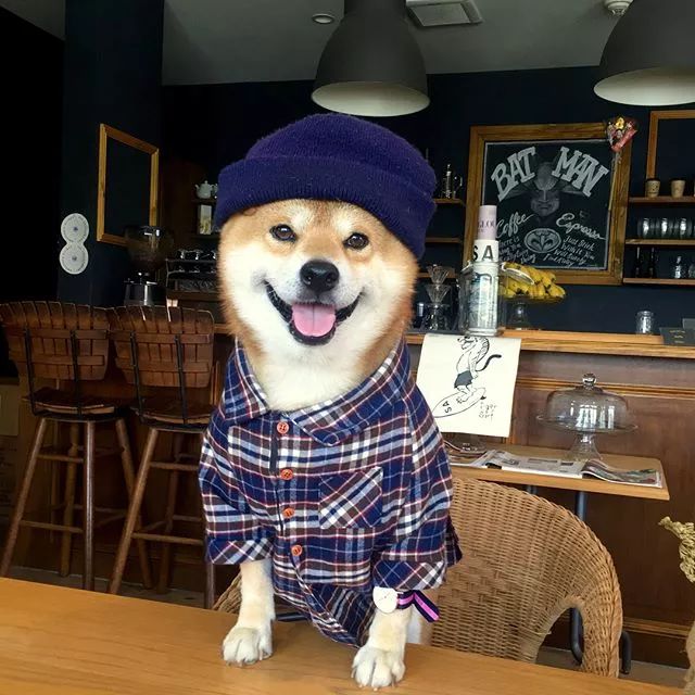 日本一柴犬因笑容治愈走紅網路！網友：承包了我2018年的頭像！ 萌寵 第10張