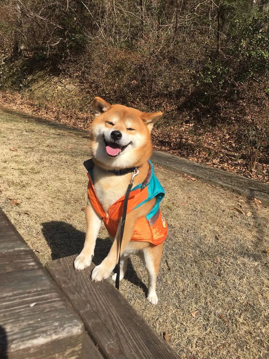 日本一柴犬因笑容治愈走紅網路！網友：承包了我2018年的頭像！ 萌寵 第17張