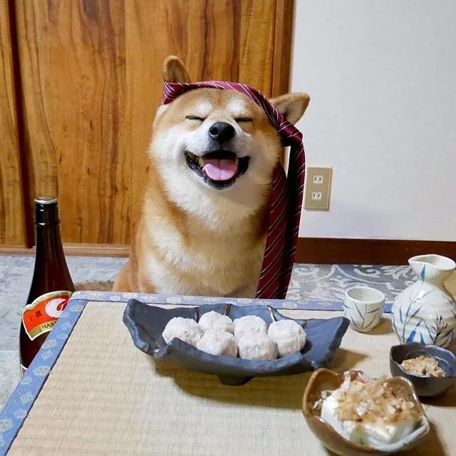 日本一柴犬因笑容治愈走紅網路！網友：承包了我2018年的頭像！ 萌寵 第7張
