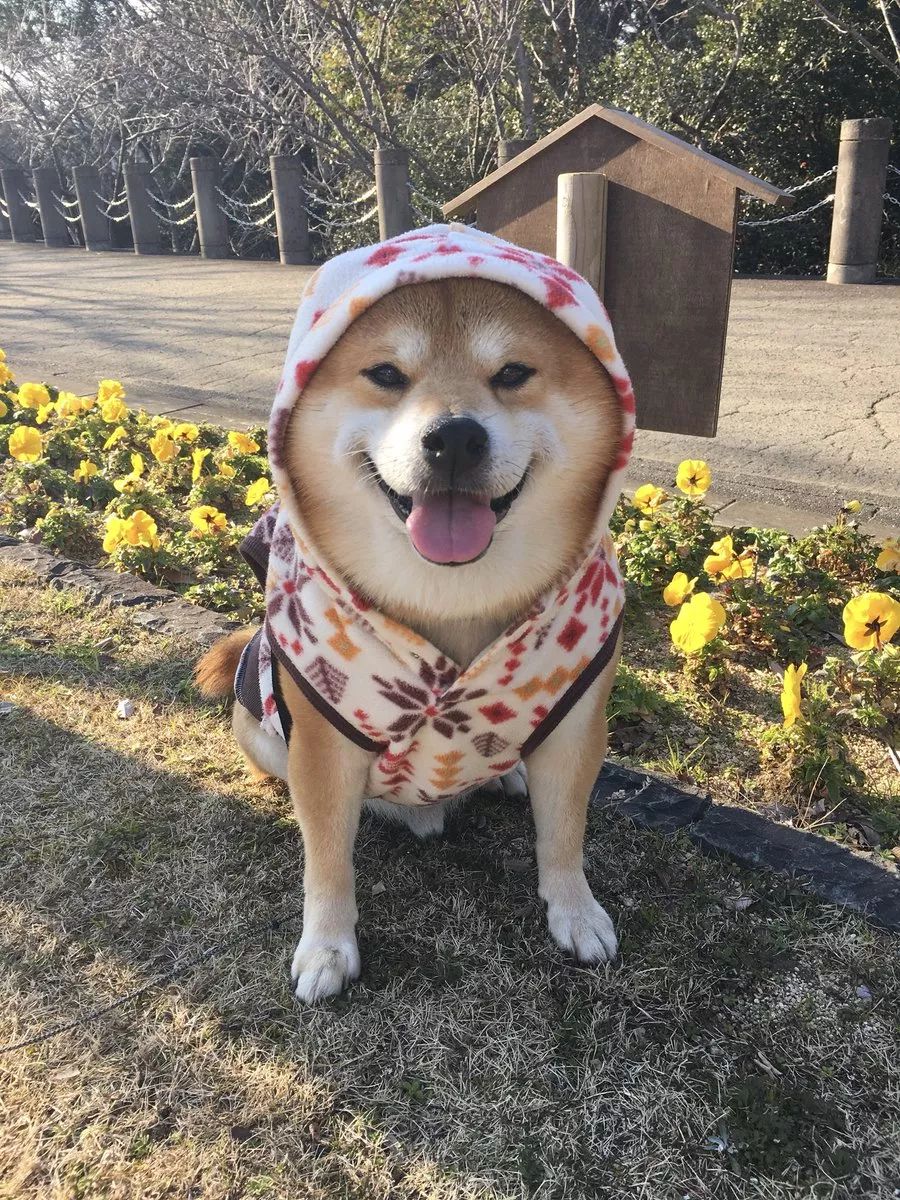 日本一柴犬因笑容治愈走紅網路！網友：承包了我2018年的頭像！ 萌寵 第5張
