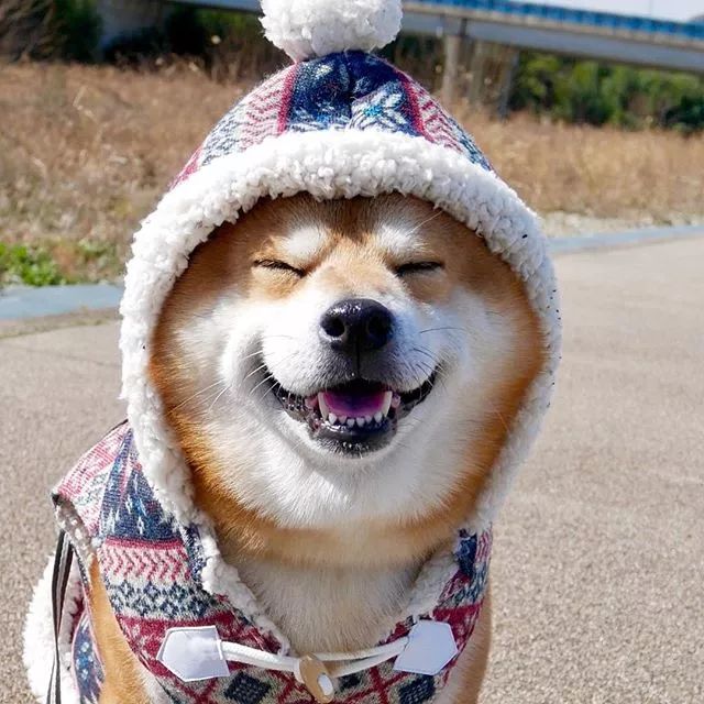 日本一柴犬因笑容治愈走紅網路！網友：承包了我2018年的頭像！ 萌寵 第21張