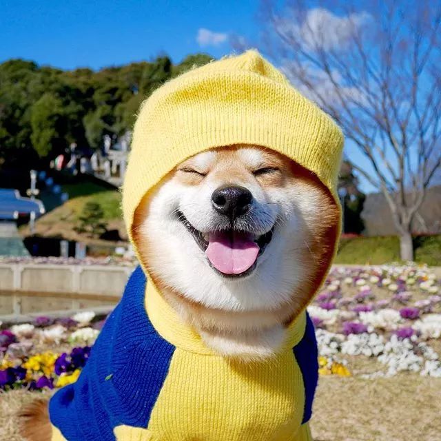 日本一柴犬因笑容治愈走紅網路！網友：承包了我2018年的頭像！ 萌寵 第1張