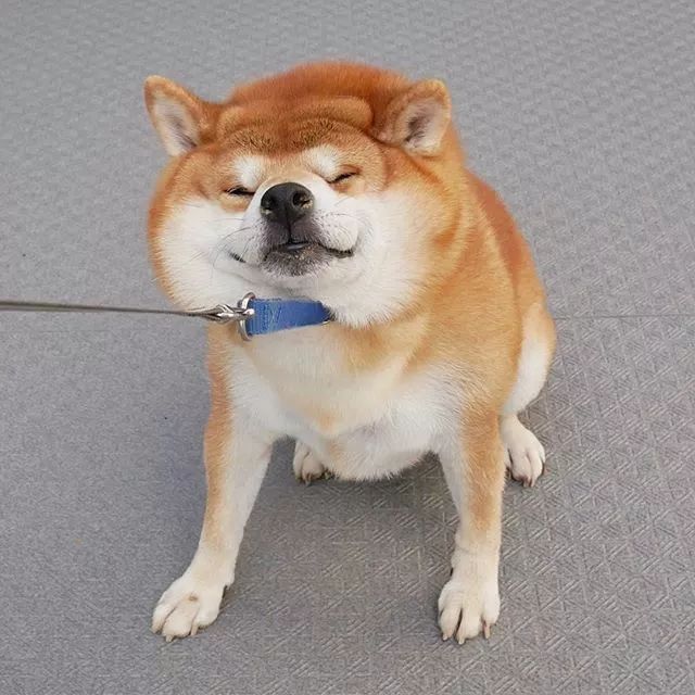 日本一柴犬因笑容治愈走紅網路！網友：承包了我2018年的頭像！ 萌寵 第31張