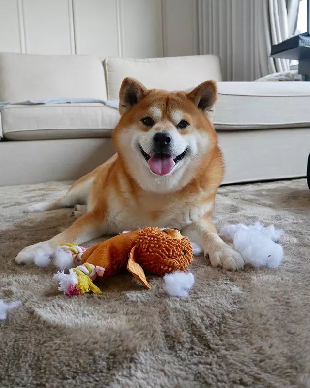 日本一柴犬因笑容治愈走紅網路！網友：承包了我2018年的頭像！ 萌寵 第25張