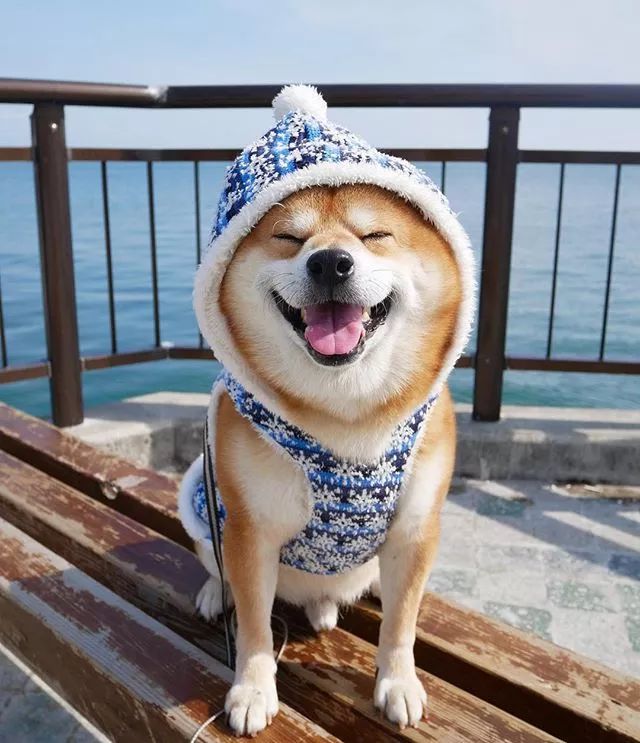 日本一柴犬因笑容治愈走紅網路！網友：承包了我2018年的頭像！ 萌寵 第14張