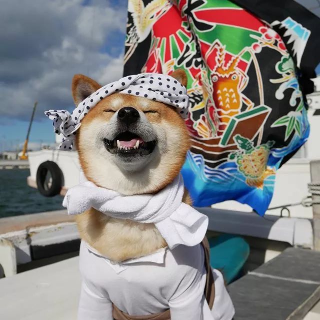 日本一柴犬因笑容治愈走紅網路！網友：承包了我2018年的頭像！ 萌寵 第8張