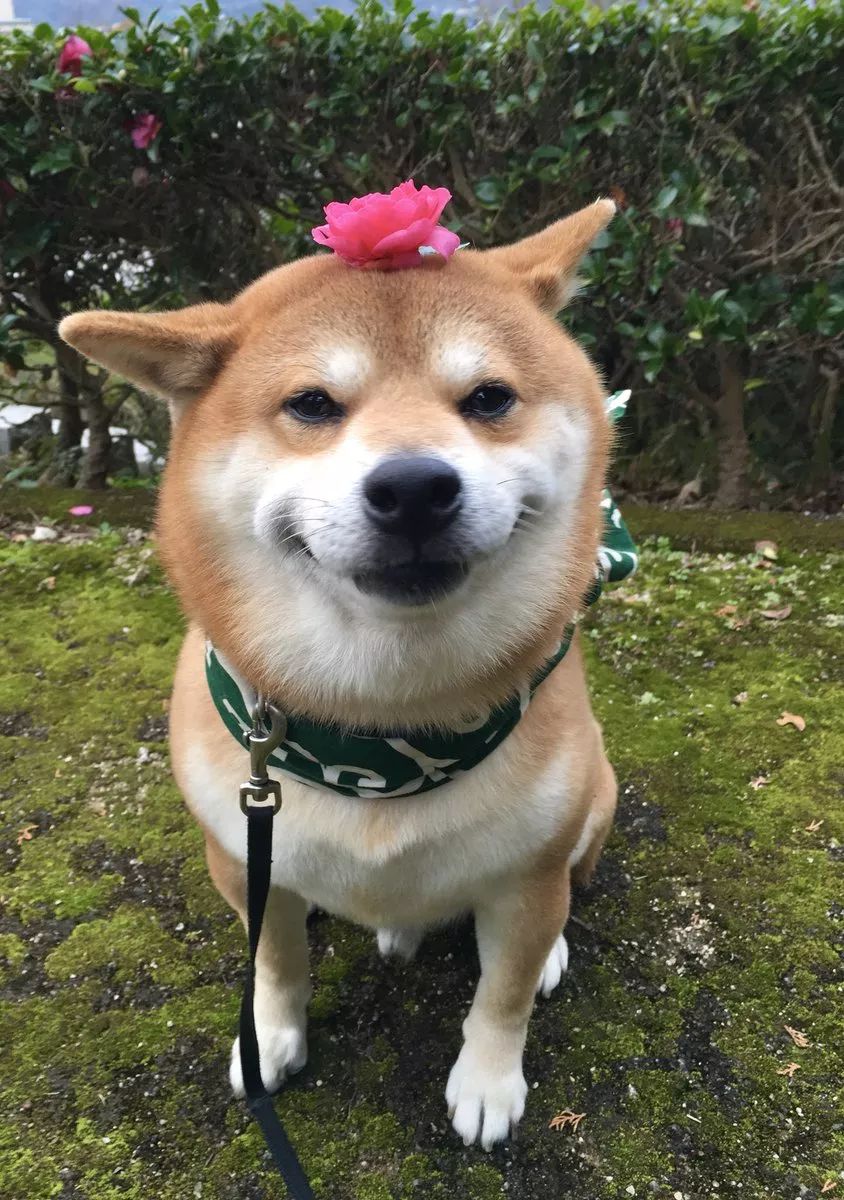 日本一柴犬因笑容治愈走紅網路！網友：承包了我2018年的頭像！ 萌寵 第38張