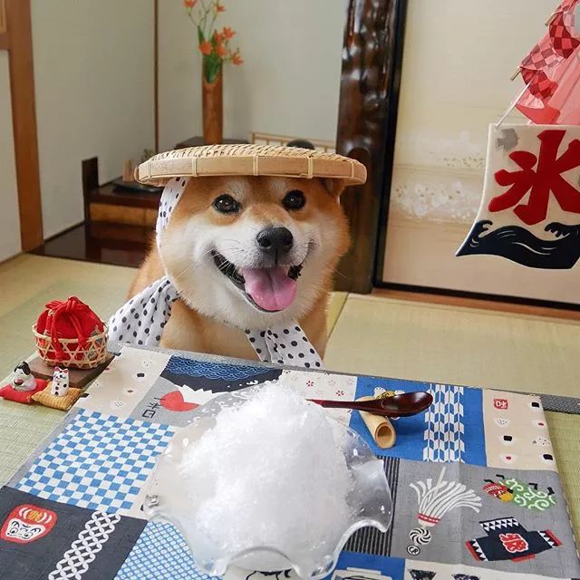日本一柴犬因笑容治愈走紅網路！網友：承包了我2018年的頭像！ 萌寵 第13張