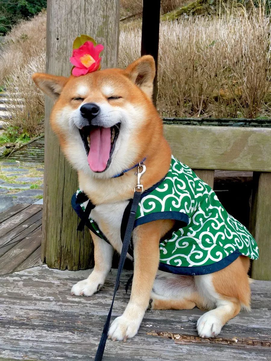 日本一柴犬因笑容治愈走紅網路！網友：承包了我2018年的頭像！ 萌寵 第15張