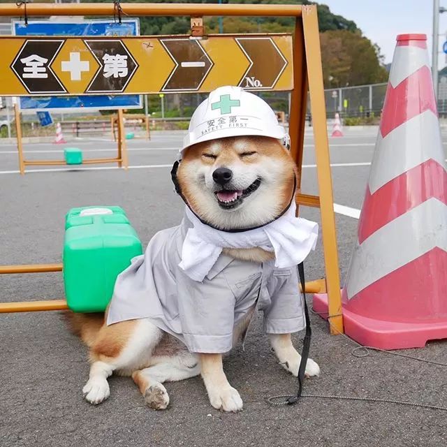 日本一柴犬因笑容治愈走紅網路！網友：承包了我2018年的頭像！ 萌寵 第20張