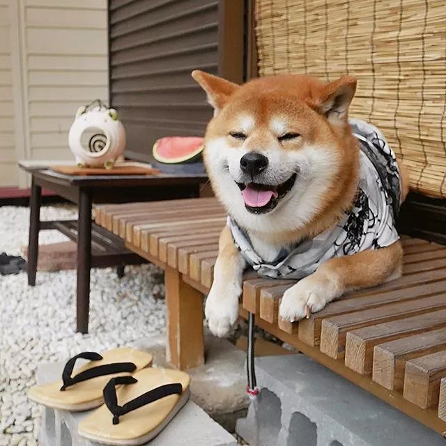 日本一柴犬因笑容治愈走紅網路！網友：承包了我2018年的頭像！ 萌寵 第3張