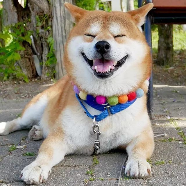日本一柴犬因笑容治愈走紅網路！網友：承包了我2018年的頭像！ 萌寵 第4張