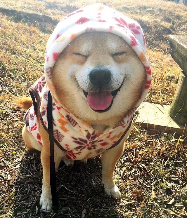 日本一柴犬因笑容治愈走紅網路！網友：承包了我2018年的頭像！ 萌寵 第18張