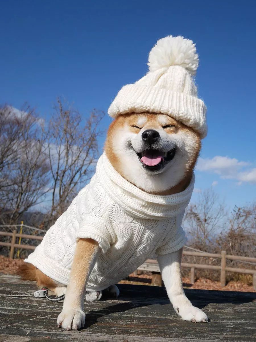 日本一柴犬因笑容治愈走紅網路！網友：承包了我2018年的頭像！ 萌寵 第12張