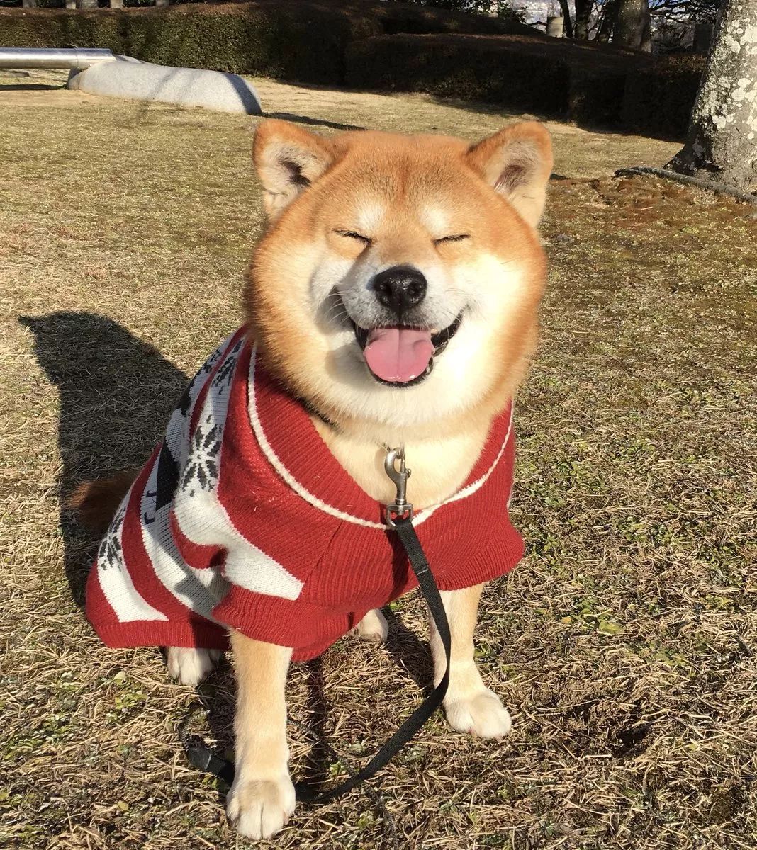 日本一柴犬因笑容治愈走紅網路！網友：承包了我2018年的頭像！ 萌寵 第11張
