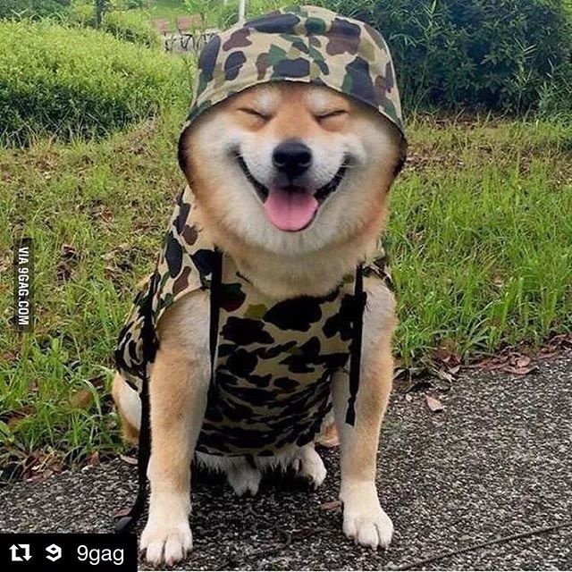 日本一柴犬因笑容治愈走紅網路！網友：承包了我2018年的頭像！ 萌寵 第2張