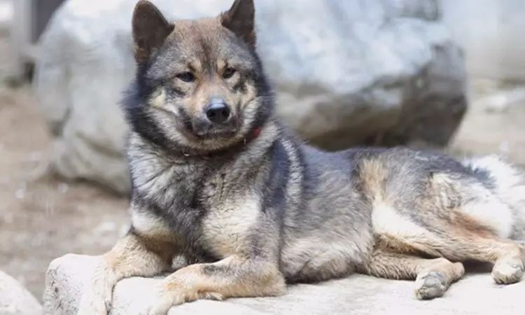 除了秋田和柴犬 這些犬種竟也是日本 原產犬 今日日本 微文庫