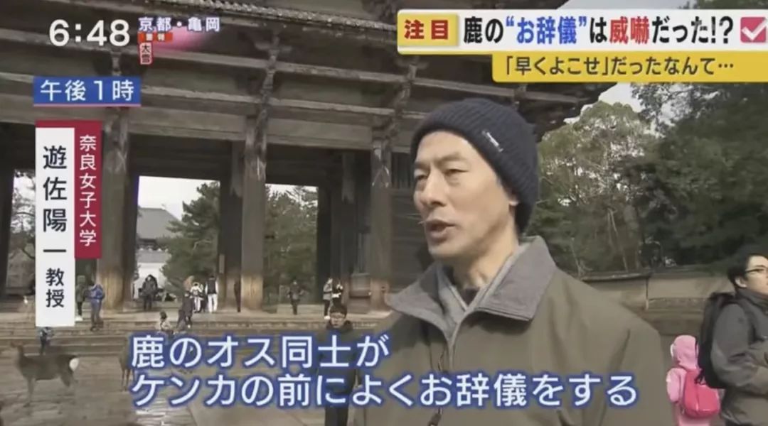 你还在天真的以为奈良小鹿是在向你鞠躬么 真相是这样的 自由微信