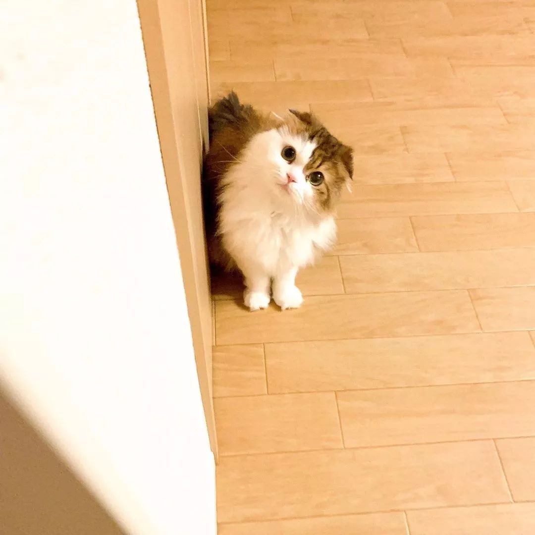 日本一貓咪竟學會了這招，鏟屎官暗示每次出門都覺得深深的絕望。。。 寵物 第6張