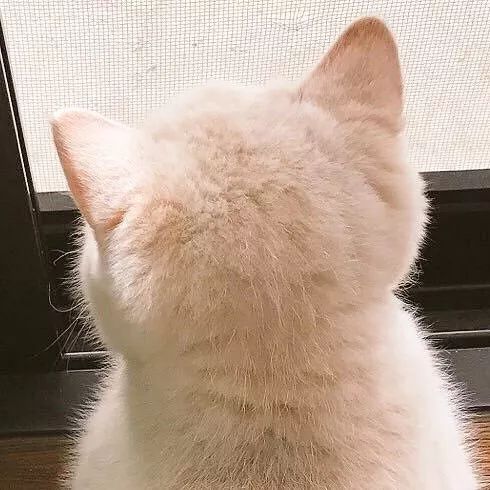 极品猫咪后脑勺大赏好想把猫薅秃头啊
