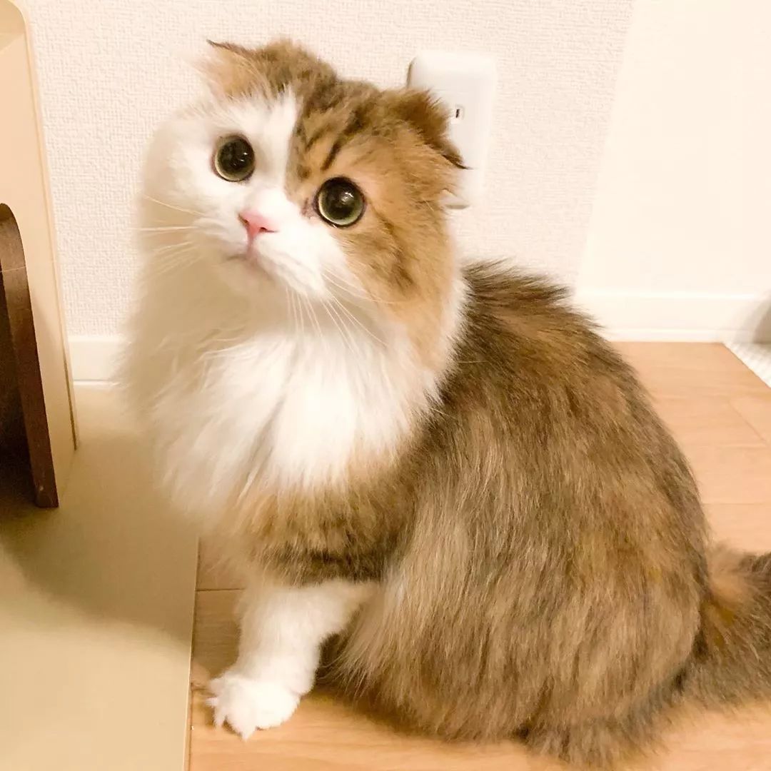 日本一貓咪竟學會了這招，鏟屎官暗示每次出門都覺得深深的絕望。。。 寵物 第7張