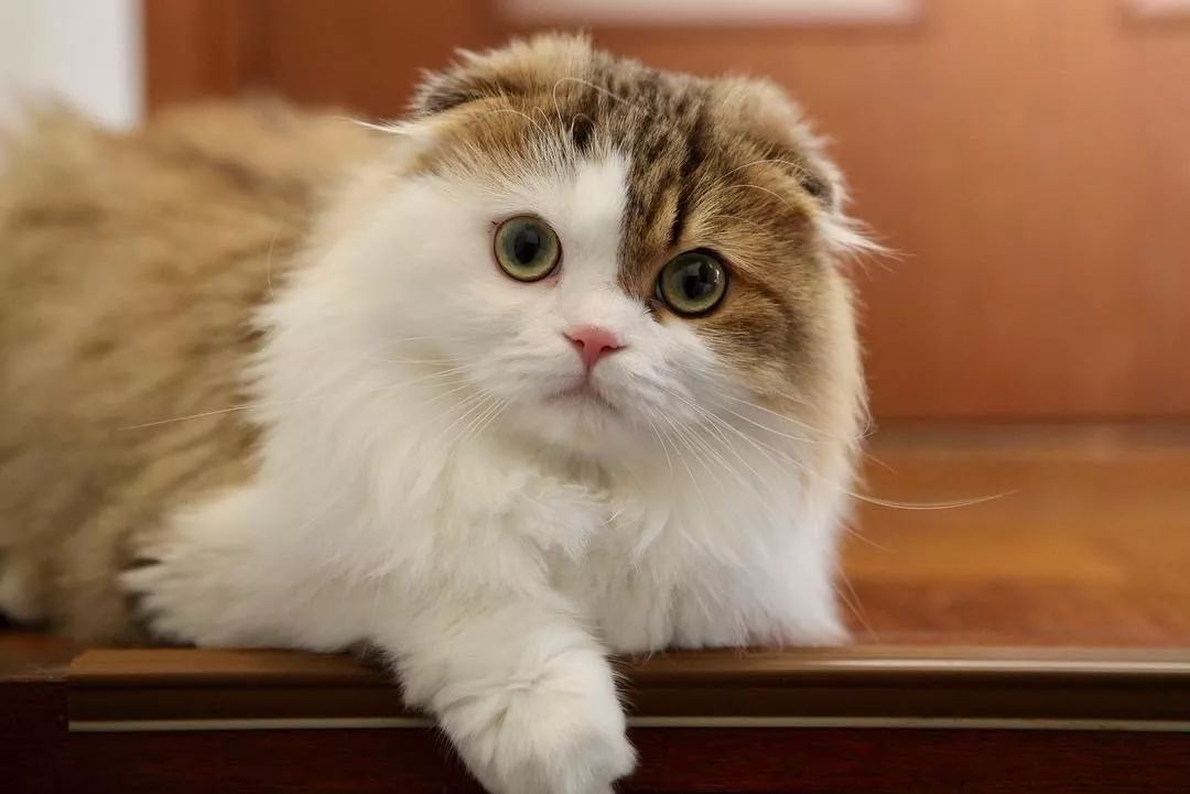 日本一貓咪竟學會了這招，鏟屎官暗示每次出門都覺得深深的絕望。。。 寵物 第11張