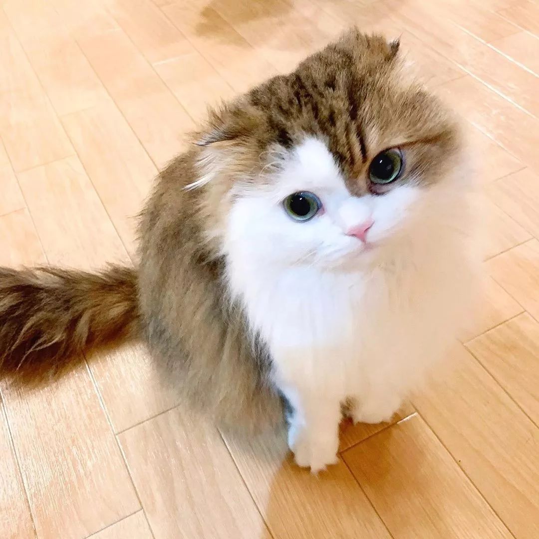 日本一貓咪竟學會了這招，鏟屎官暗示每次出門都覺得深深的絕望。。。 寵物 第8張