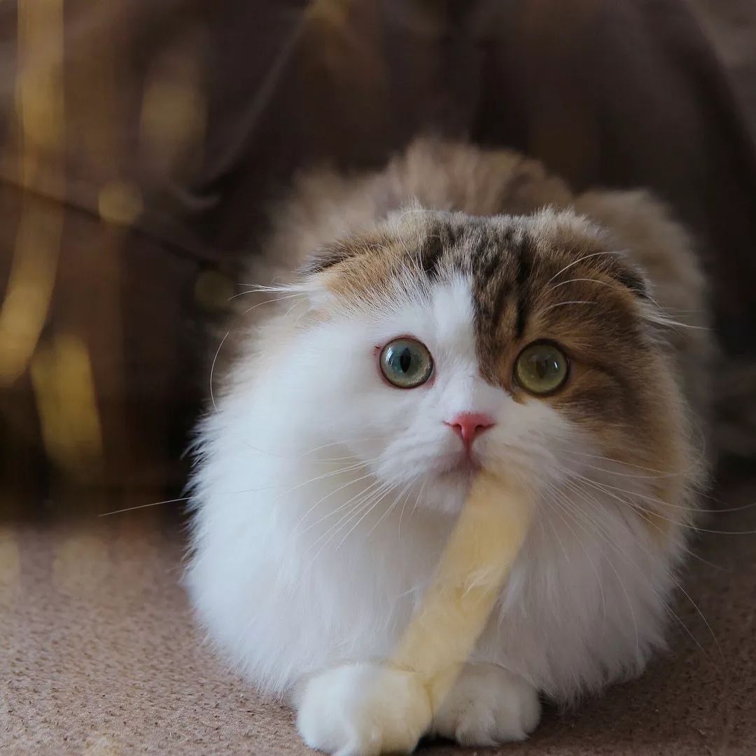 日本一貓咪竟學會了這招，鏟屎官暗示每次出門都覺得深深的絕望。。。 寵物 第12張