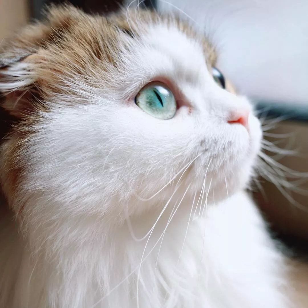 日本一貓咪竟學會了這招，鏟屎官暗示每次出門都覺得深深的絕望。。。 寵物 第14張