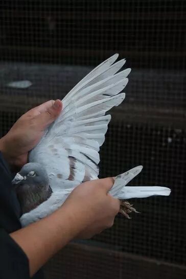鸽子换羽算是一个大事,换上一身质量比较好的羽毛对于