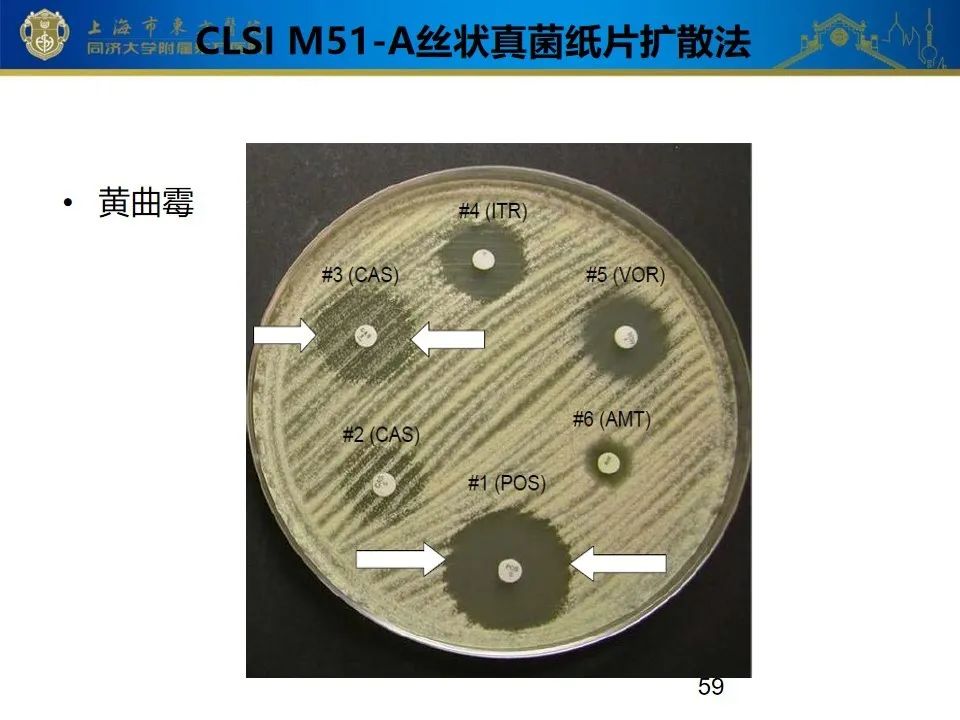 真菌藥敏試驗規範及2020年clsi更新ppt課件