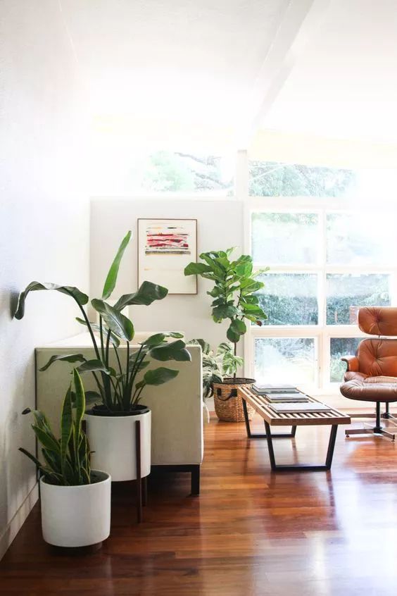 想要提升客廳品味，你需要一盆被抬高的綠植 家居 第15張