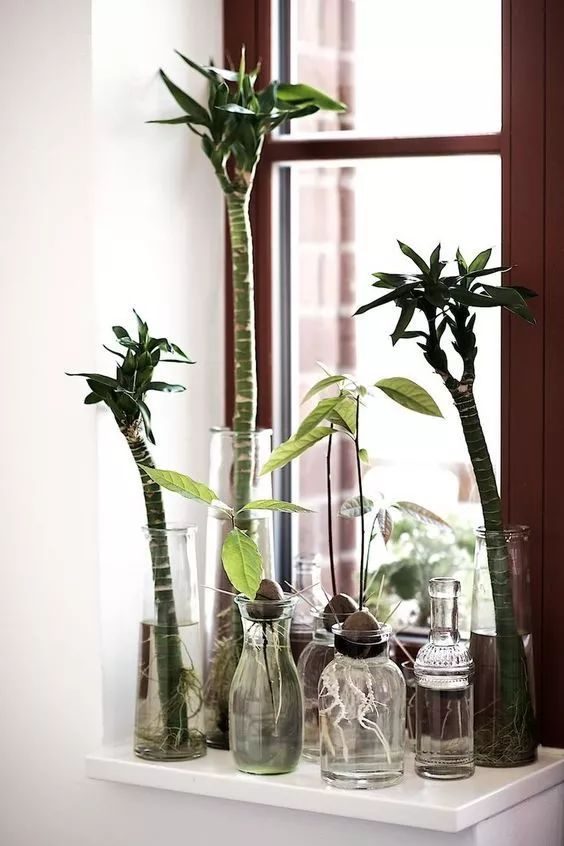 想要提升客廳品味，你需要一盆被抬高的綠植 家居 第20張