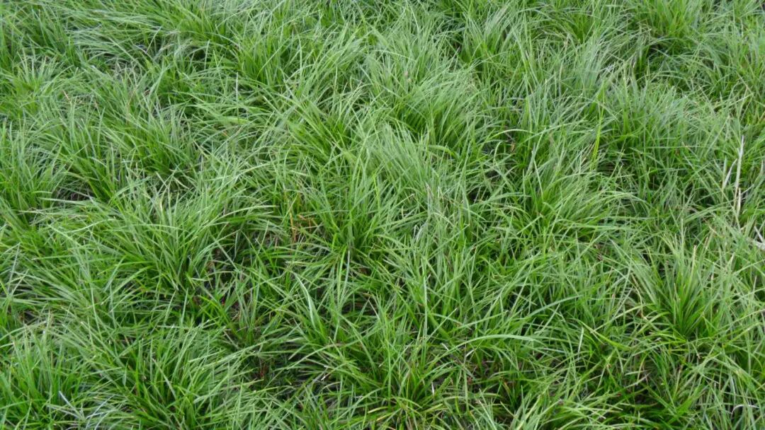 农村普通的野草,却成了农民的"发财草",一亩收入万元_山西省长治市