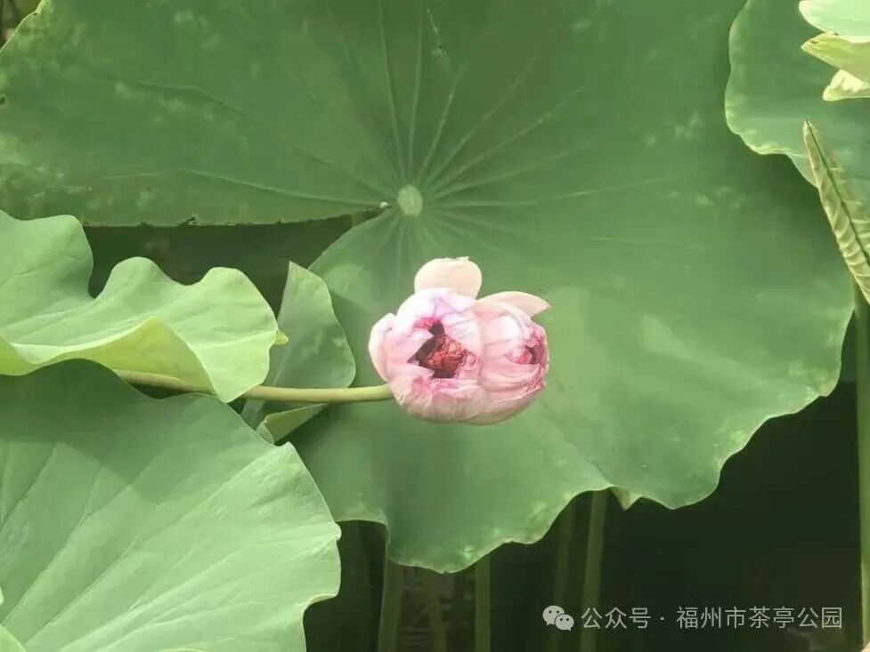 百年商埠藏夏意，在台江解锁专属盛夏漫游指南→