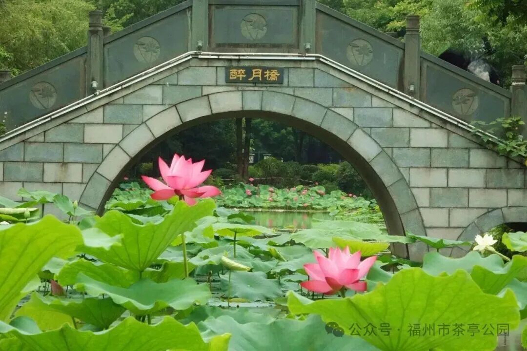 百年商埠藏夏意，在台江解锁专属盛夏漫游指南→