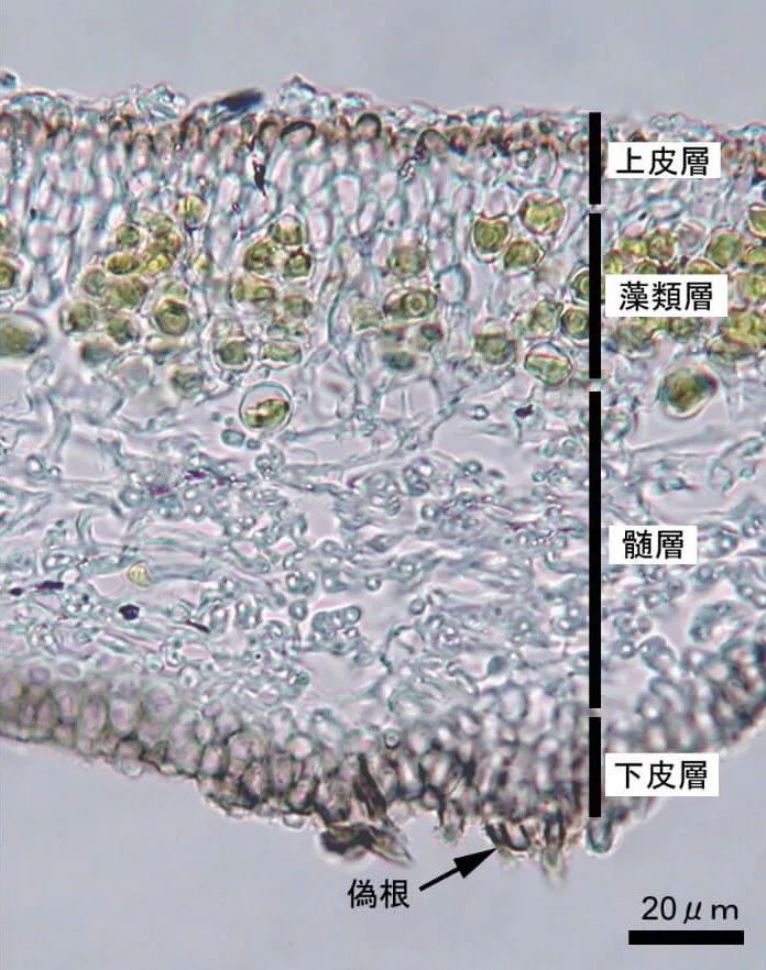 教科书两次大改写，显微镜到底对地衣做了啥？