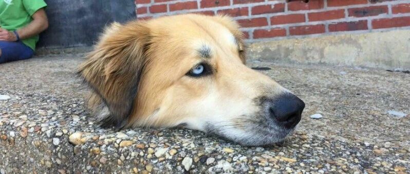 狗狗“遭斩首”，整颗头被搁在路边！网友们的连番炮轰，让铲屎官不得不出面回应…