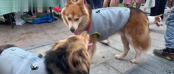 狗狗安慰患癫痫的小伙伴，铲屎官：我不在家的时候都是它在细心照顾...