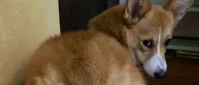 狗子的一个眼神，就能暴露你是不是养狗老手！