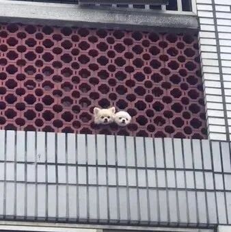 博美姐弟为了迎接妈妈直接把脑袋卡在阳台上...