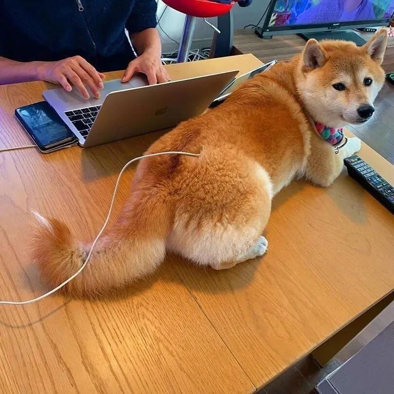 打工人，打工魂，你见过打工汪吗？