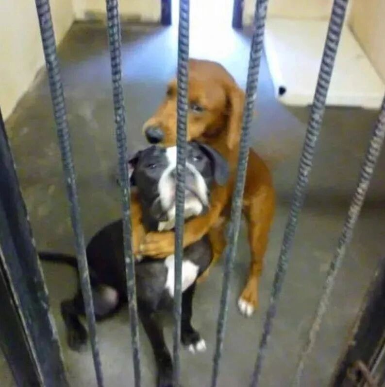 因为一个拥抱，改变了两条狗狗的命运...